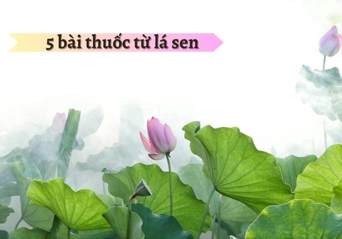 5 bài thuốc từ lá sen